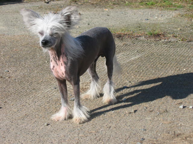 Cochize Du royaume des hauts champenois