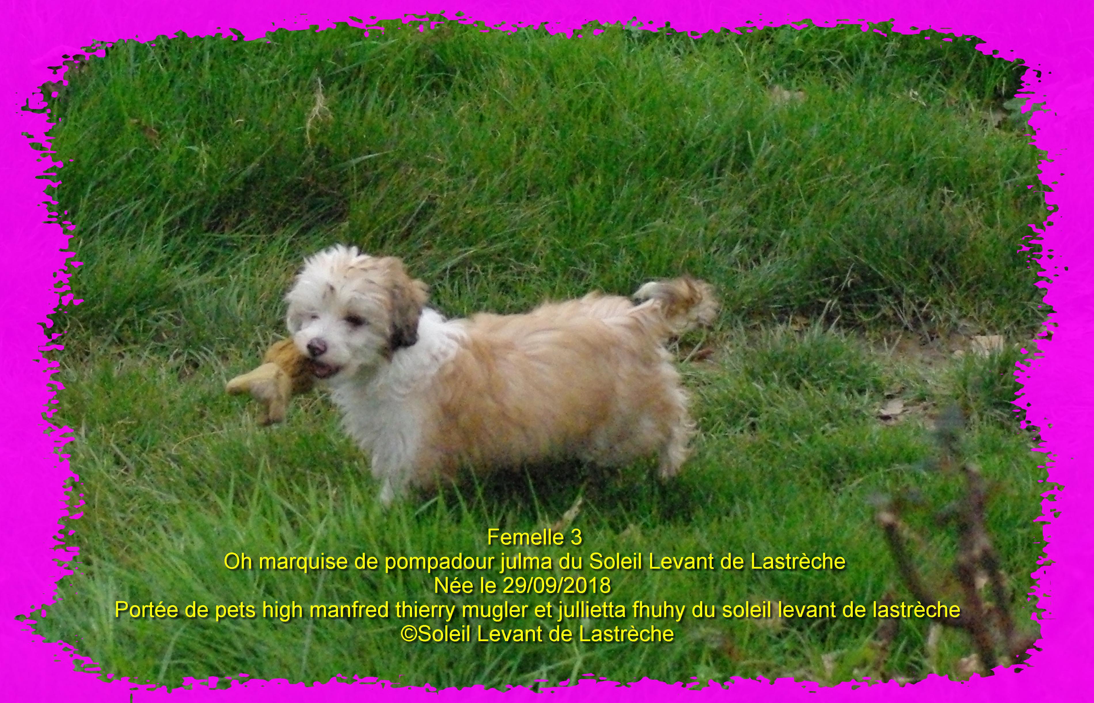 Oh marquise de pompadour julma du soleil levant de Lastrèche