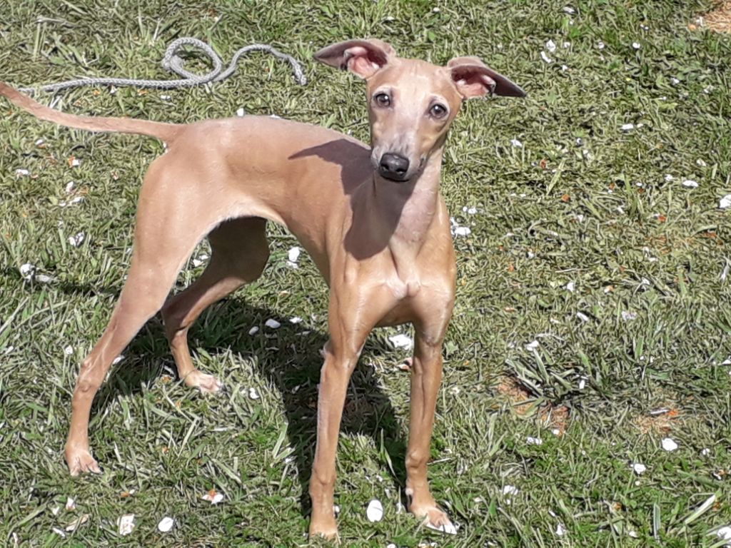 Ondine folje du soleil levant de Lastrèche