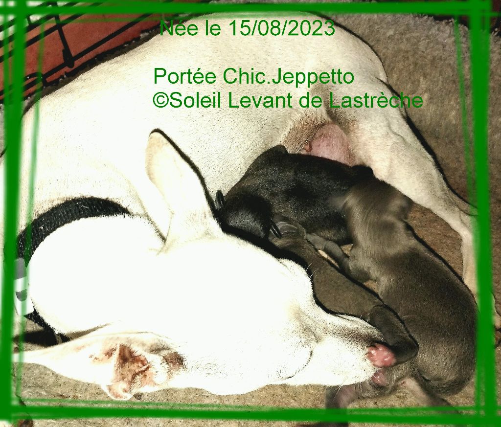 2023 chic / jeppetto