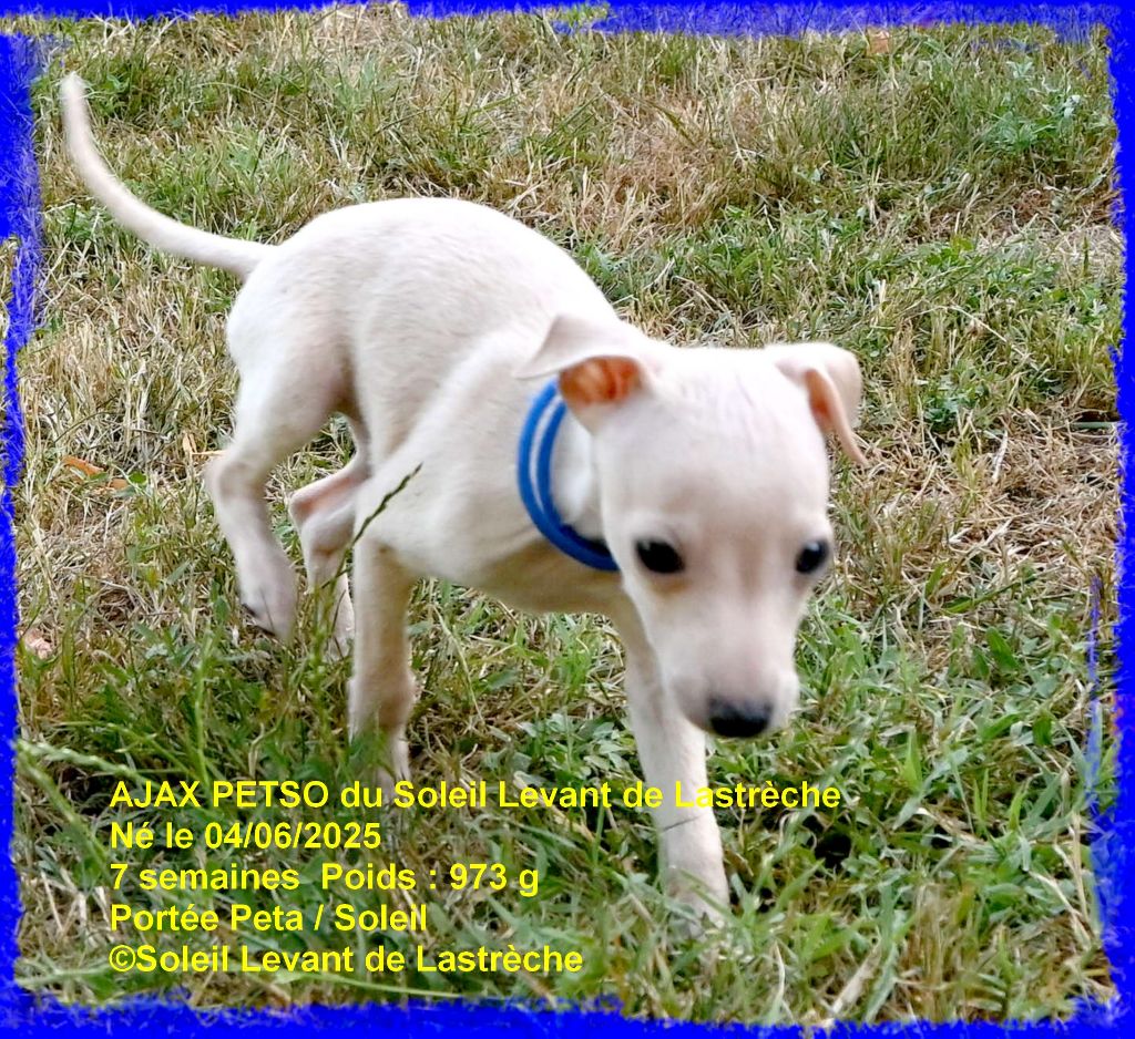 du soleil levant de Lastrèche - Chiots disponibles - Petit Levrier Italien