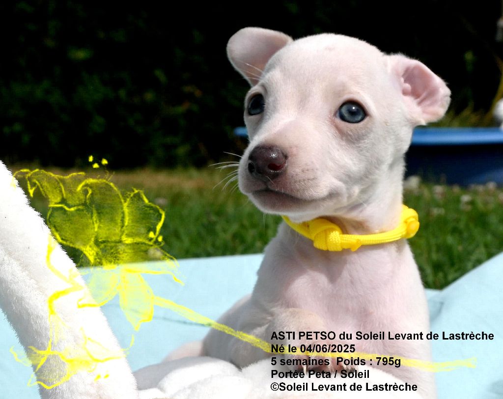 du soleil levant de Lastrèche - Chiots disponibles - Petit Levrier Italien