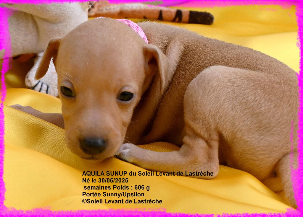 du soleil levant de Lastrèche - Chiots disponibles - Petit Levrier Italien