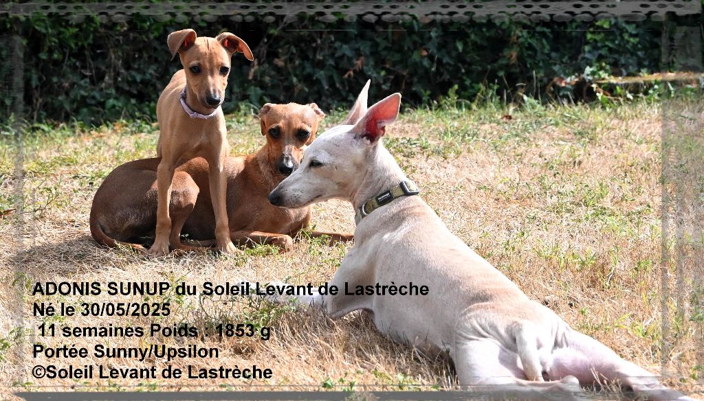 du soleil levant de Lastrèche - Chiots disponibles - Petit Levrier Italien