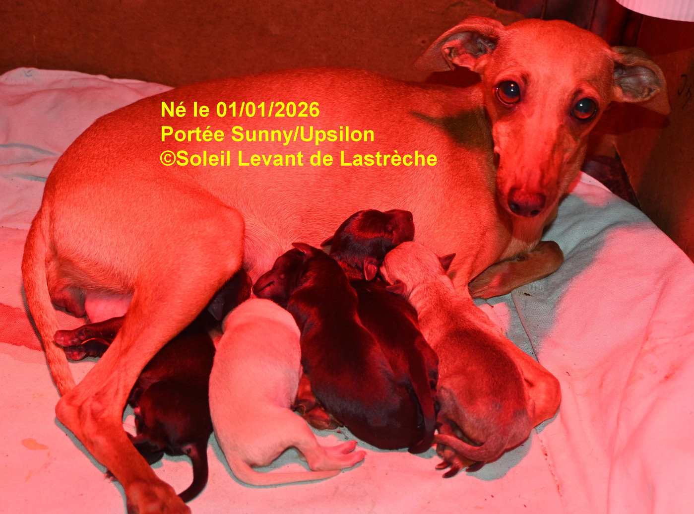 Chiot Petit Levrier Italien du soleil levant de Lastrèche