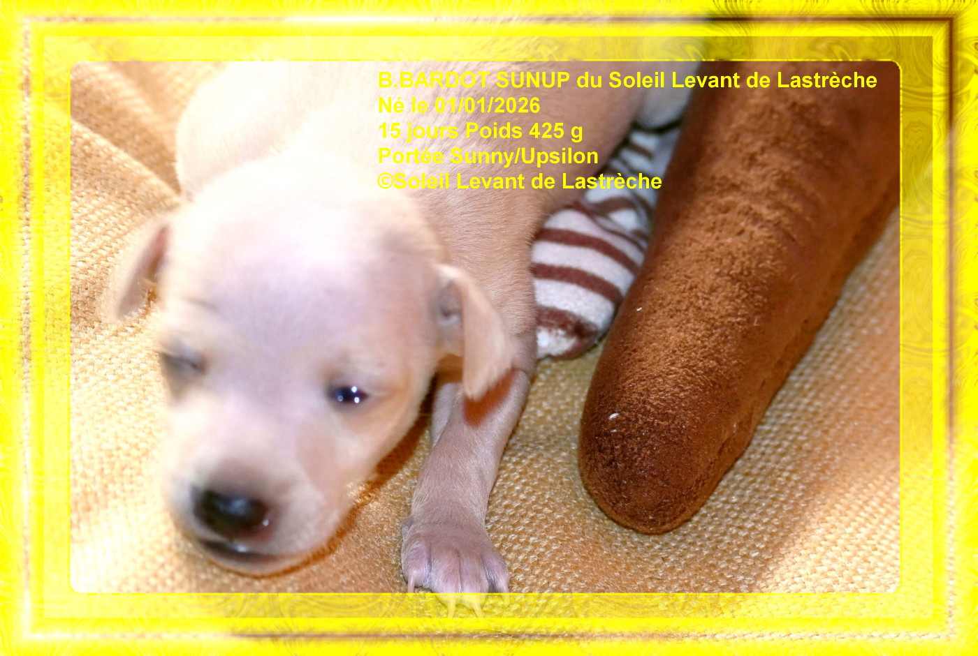 du soleil levant de Lastrèche - Chiots disponibles - Petit Levrier Italien