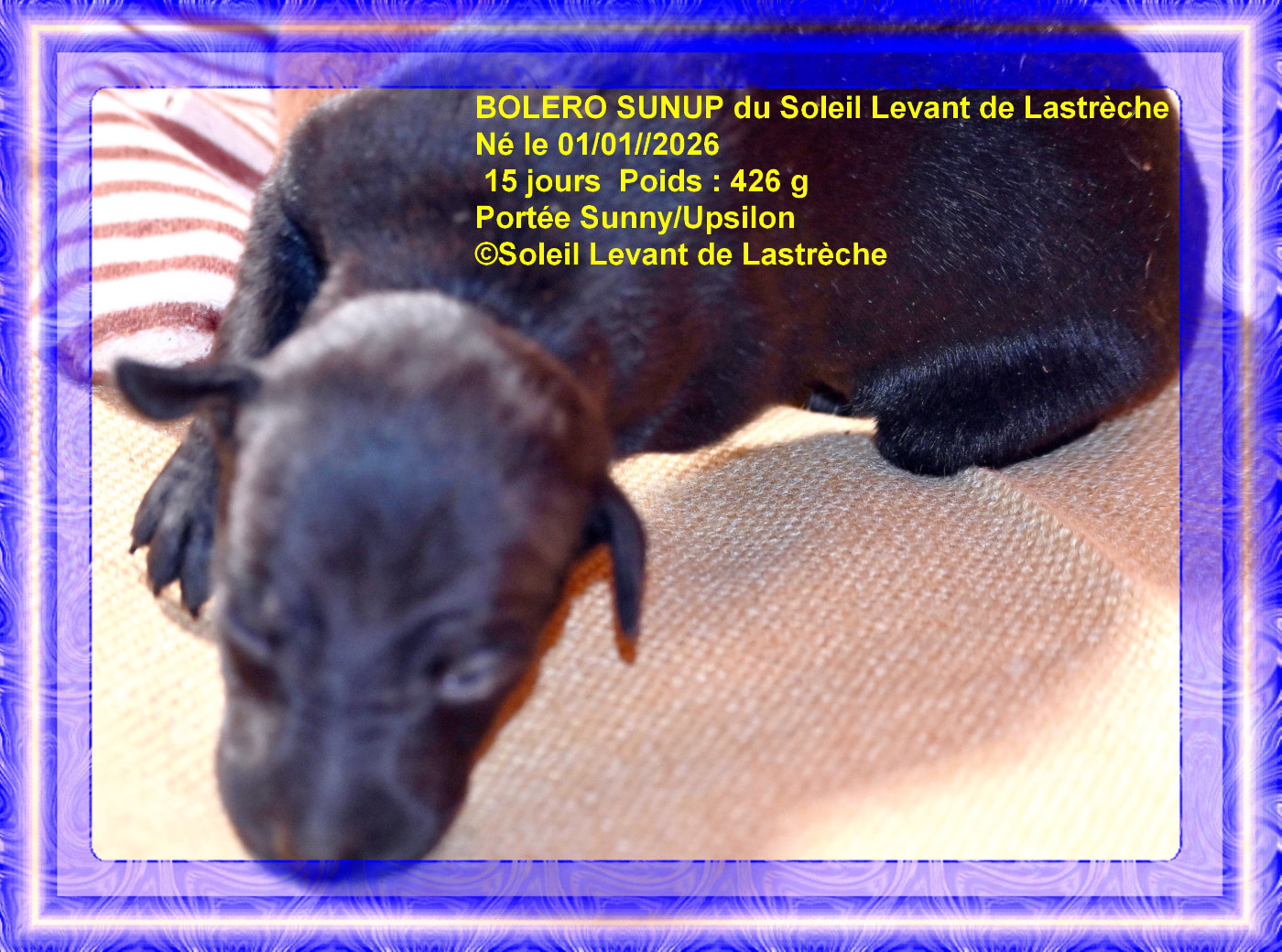 du soleil levant de Lastrèche - Chiots disponibles - Petit Levrier Italien