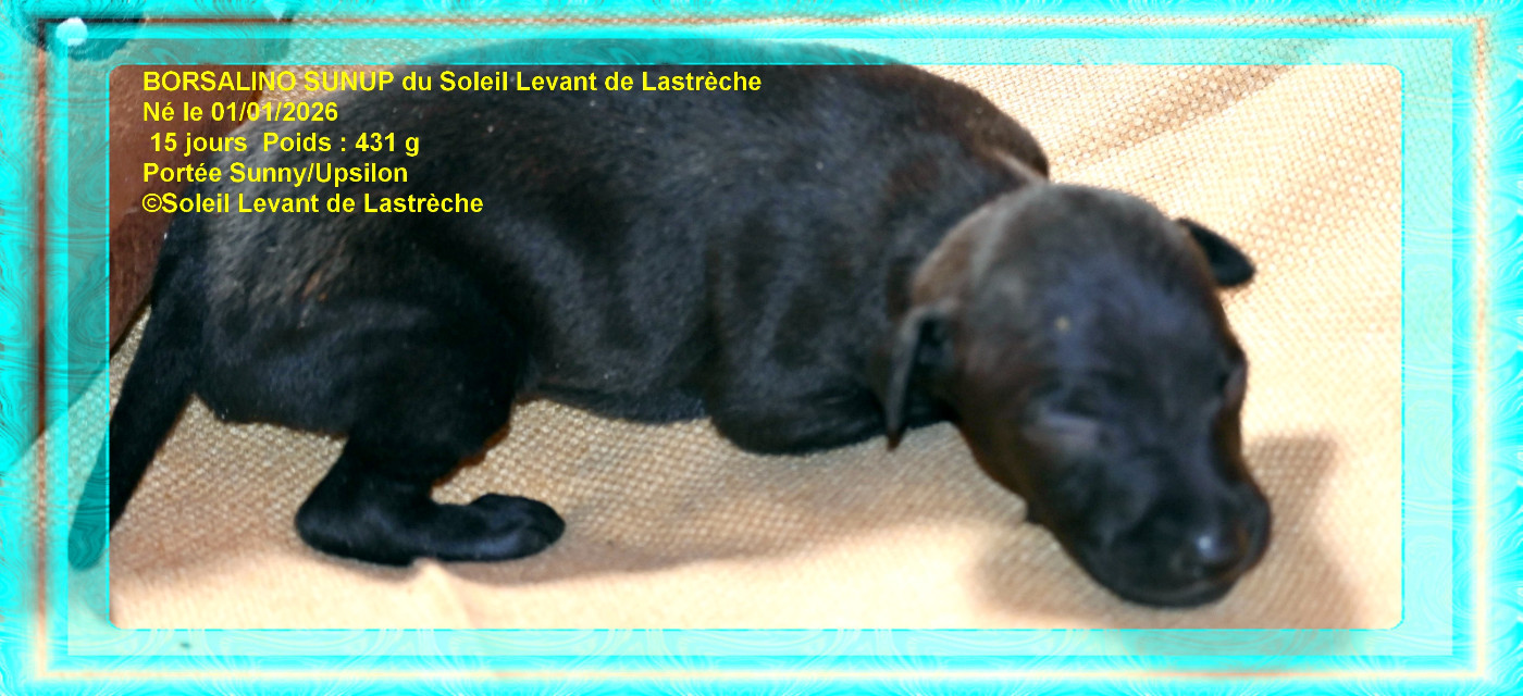 du soleil levant de Lastrèche - Chiots disponibles - Petit Levrier Italien