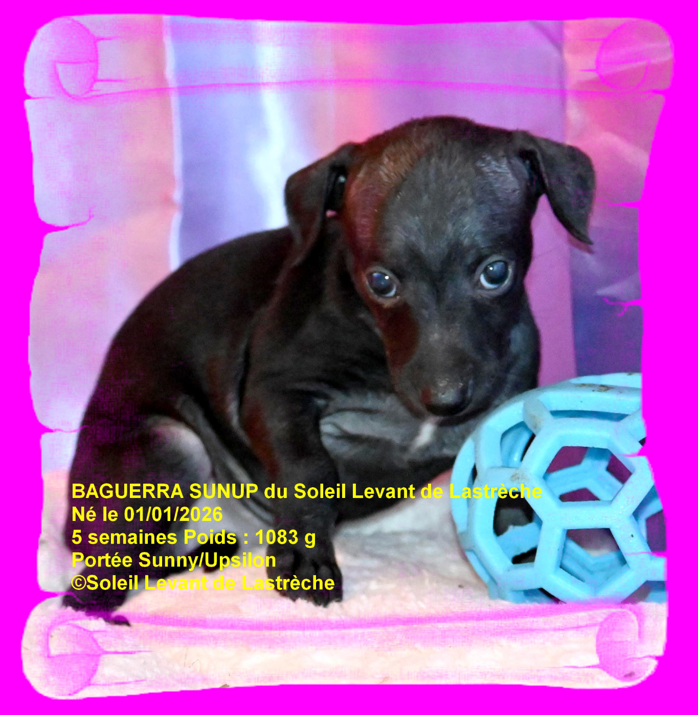 du soleil levant de Lastrèche - Chiots disponibles - Petit Levrier Italien