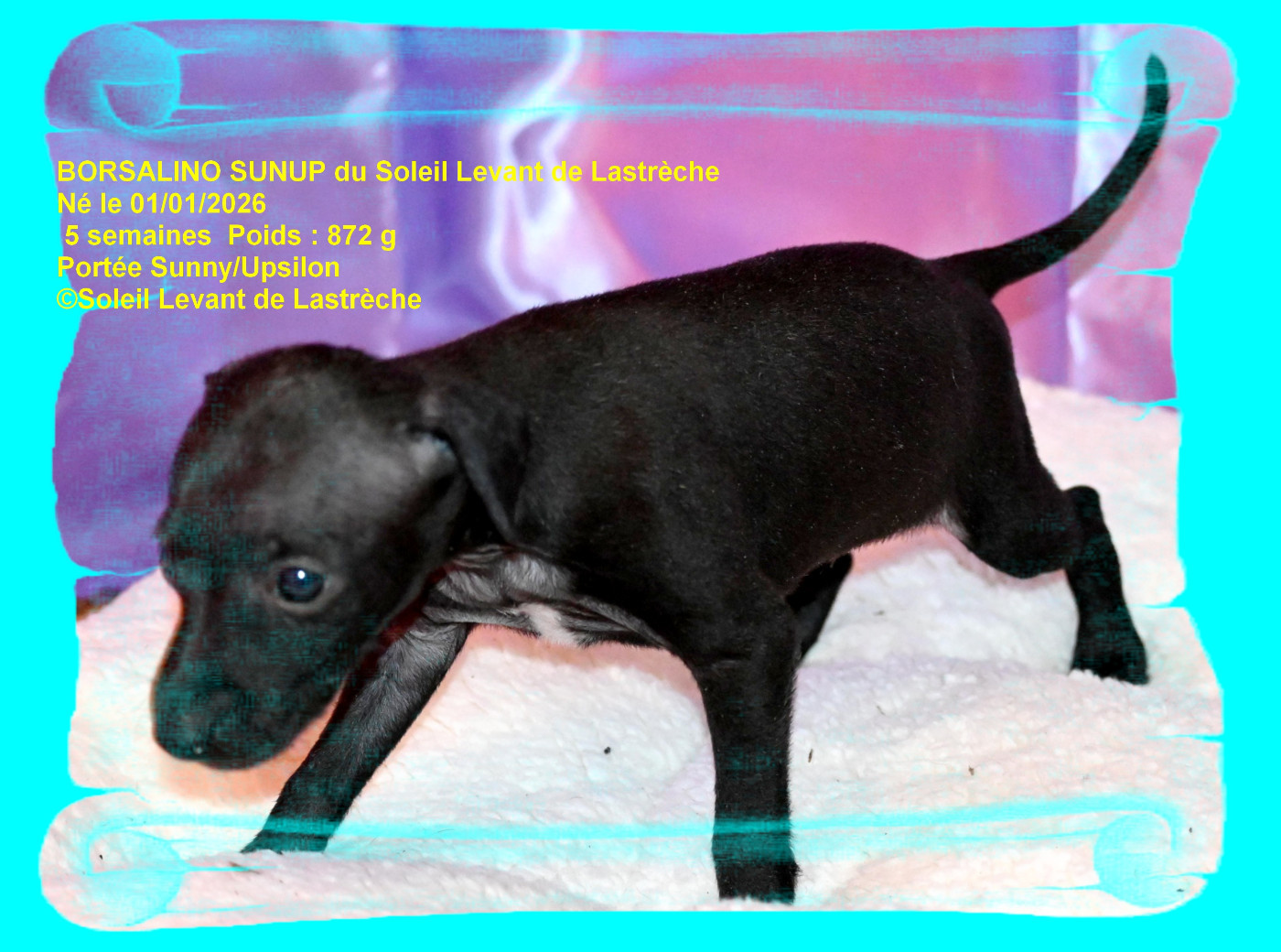 du soleil levant de Lastrèche - Chiots disponibles - Petit Levrier Italien