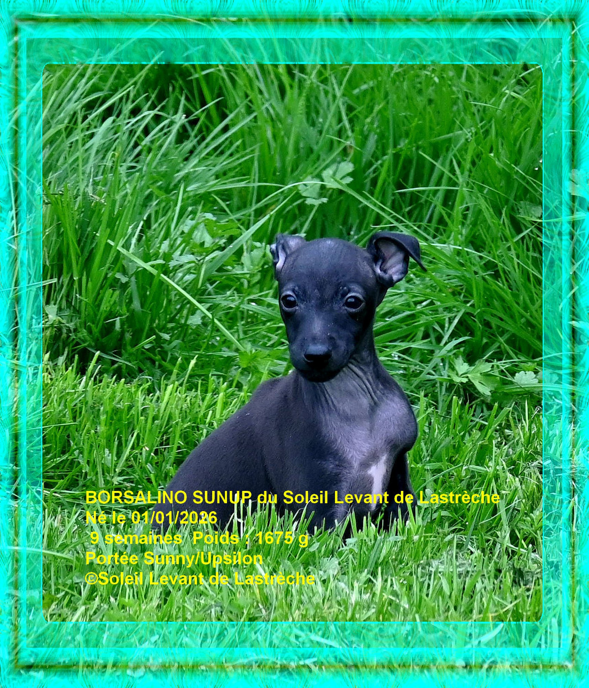 du soleil levant de Lastrèche - Chiots disponibles - Petit Levrier Italien