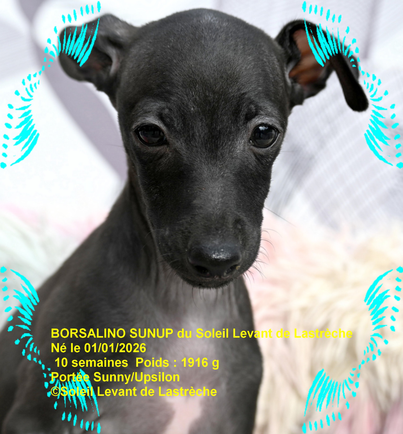 du soleil levant de Lastrèche - Chiots disponibles - Petit Levrier Italien