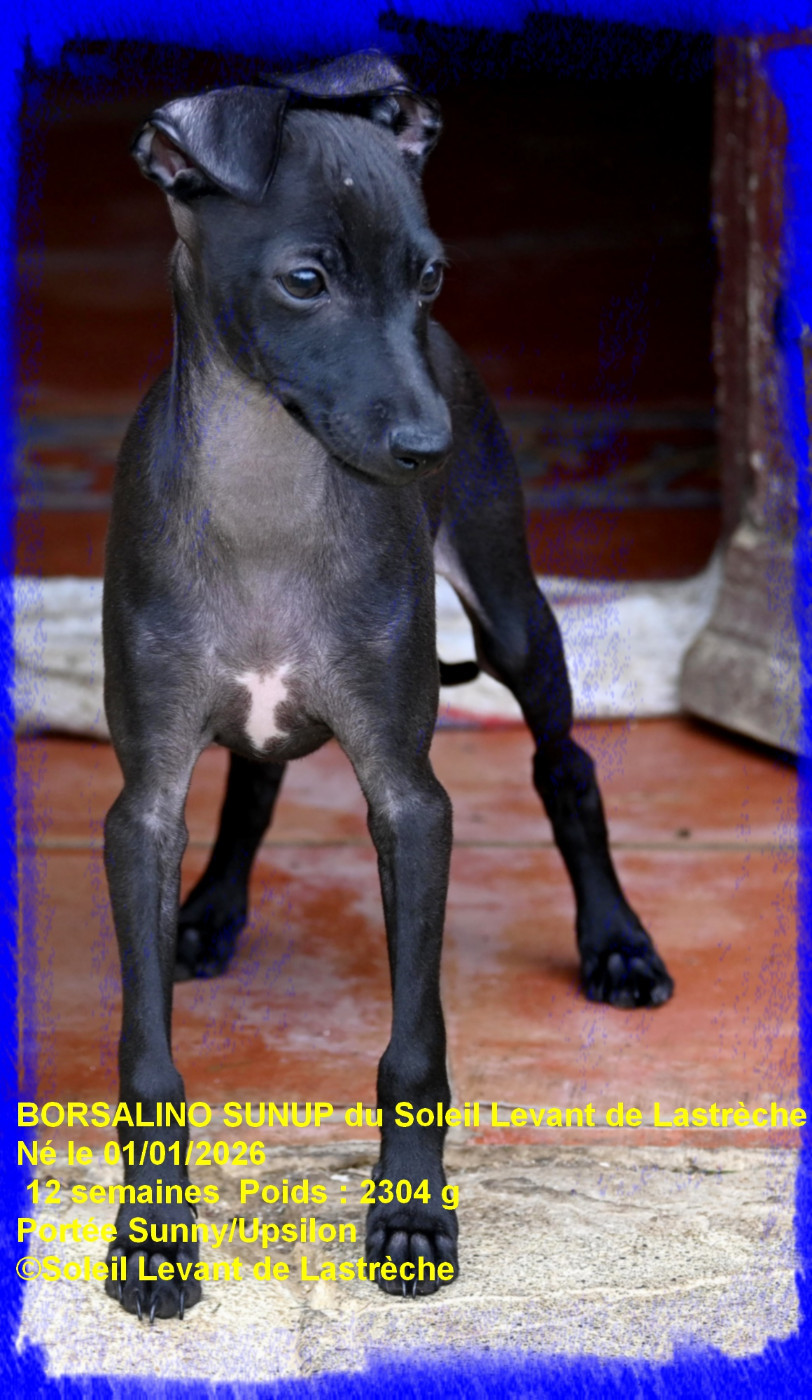 du soleil levant de Lastrèche - Chiots disponibles - Petit Levrier Italien