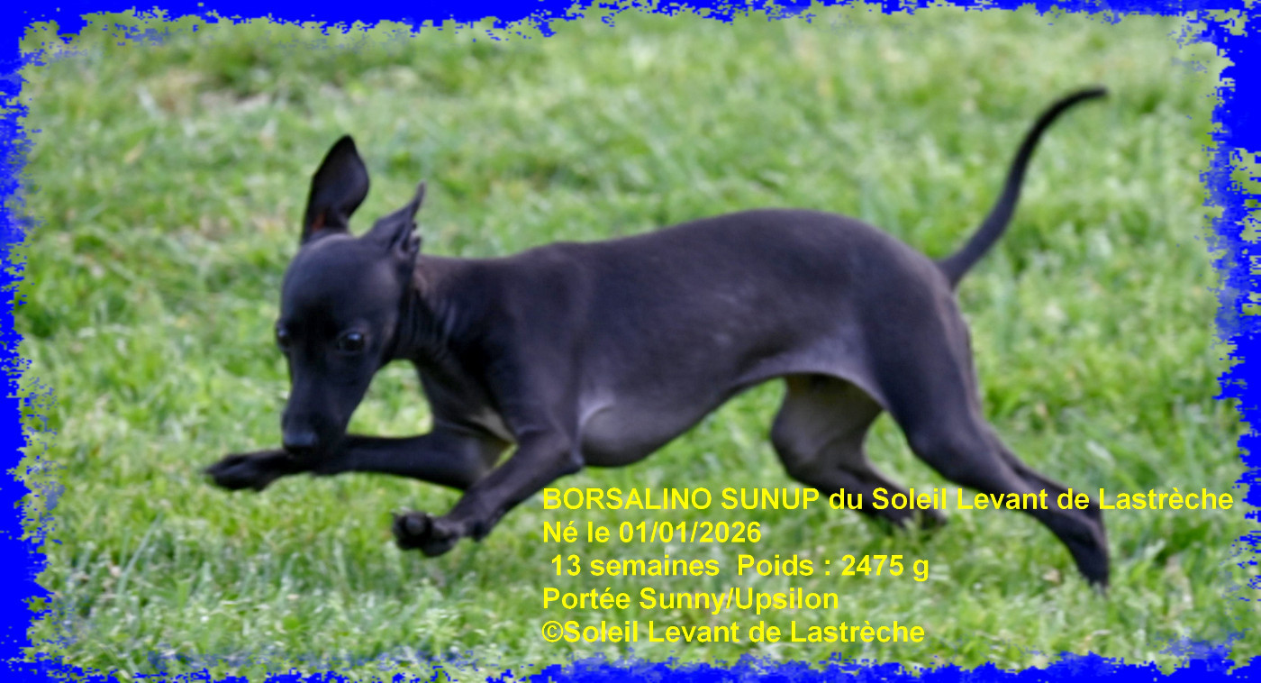 du soleil levant de Lastrèche - Chiots disponibles - Petit Levrier Italien
