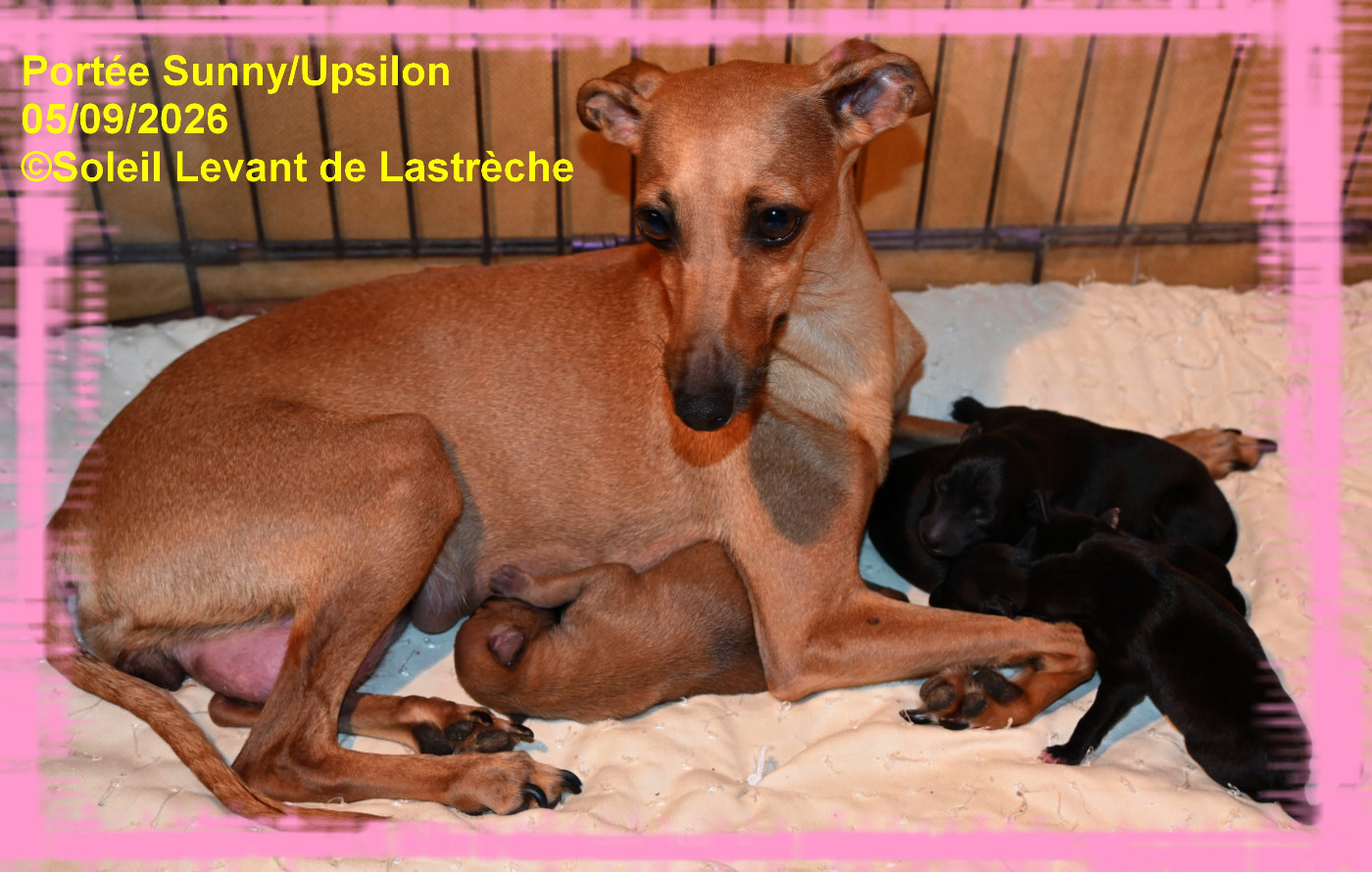 Chiot Petit Levrier Italien du soleil levant de Lastrèche