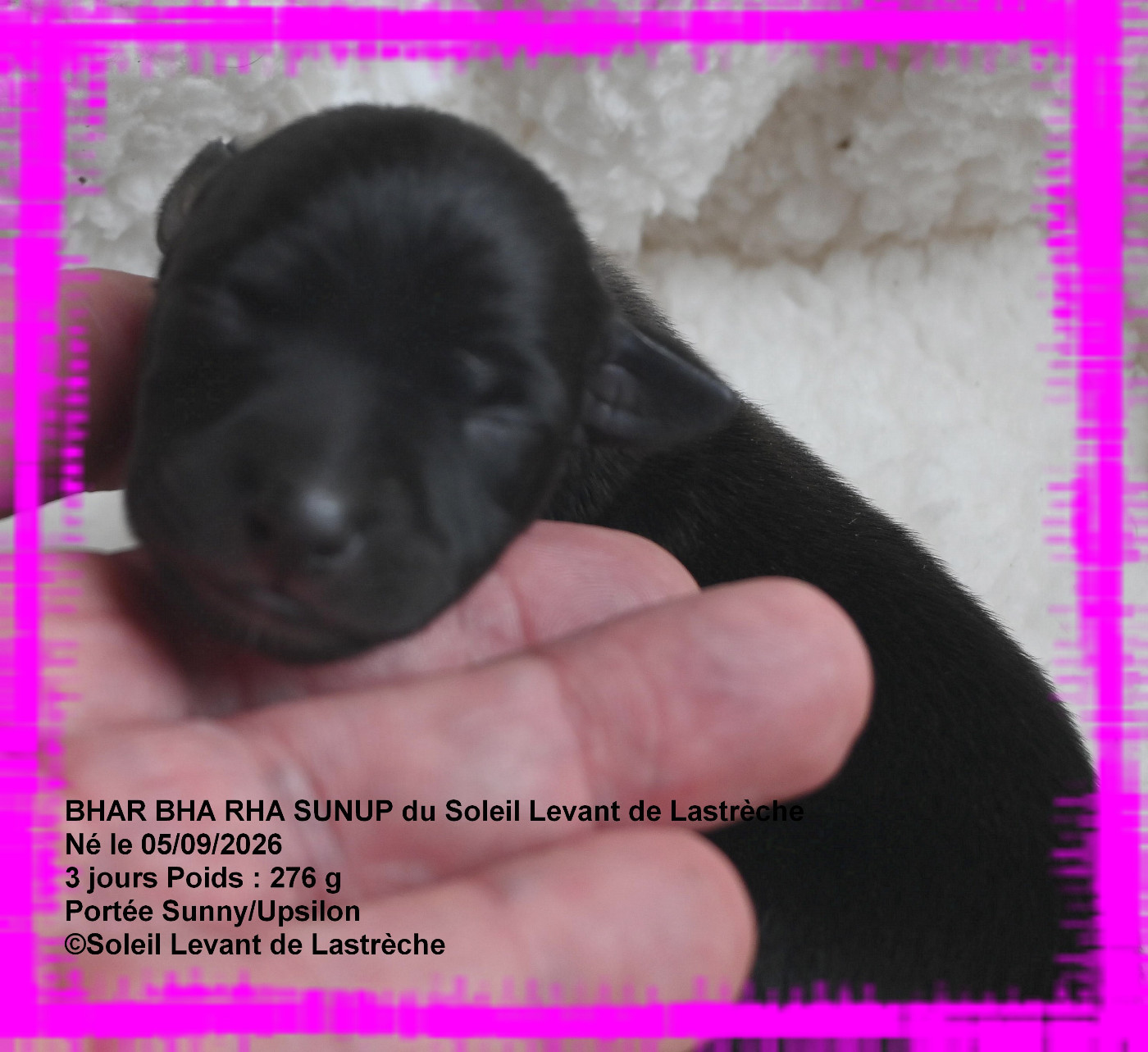 du soleil levant de Lastrèche - Chiots disponibles - Petit Levrier Italien