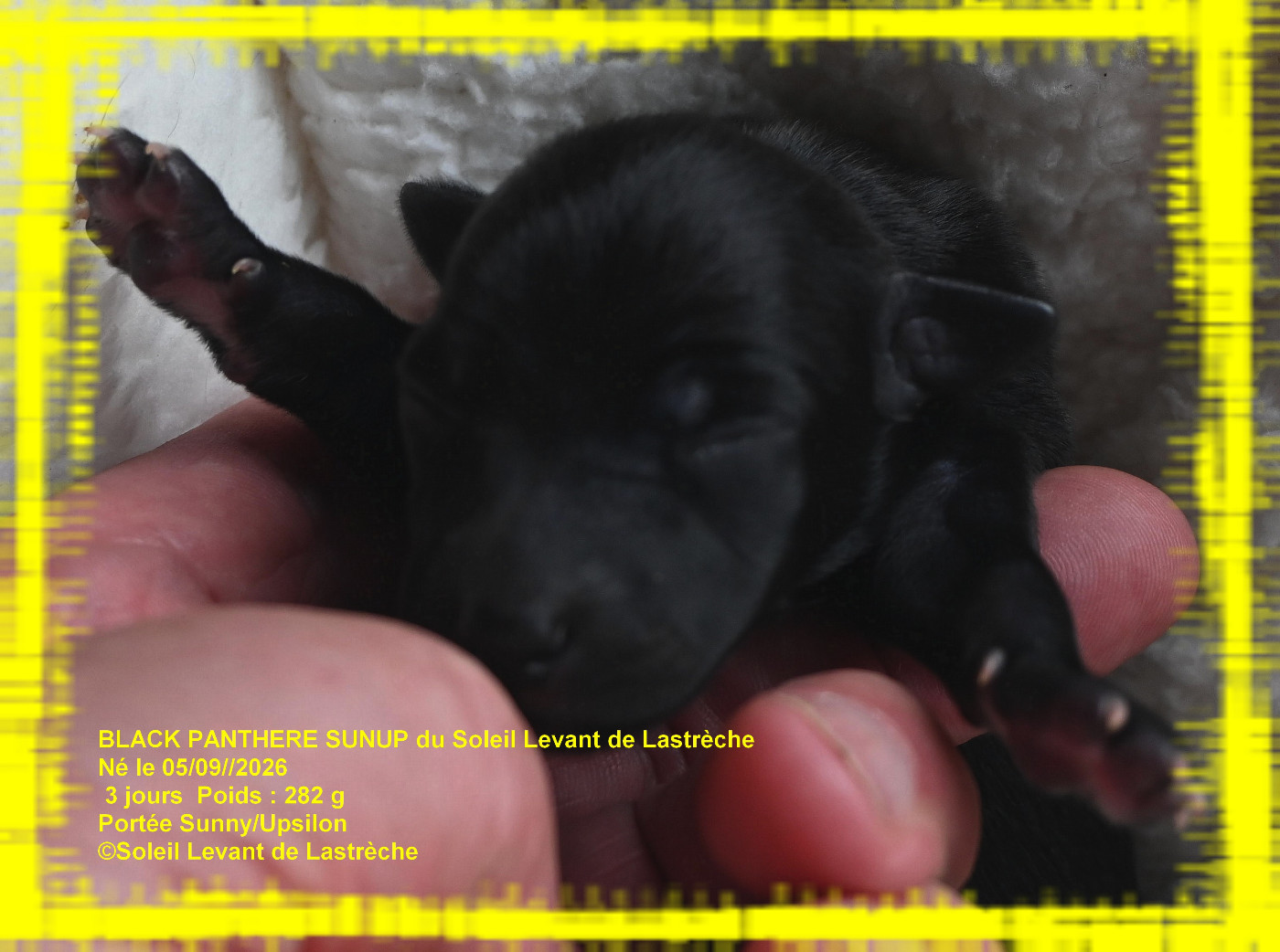 du soleil levant de Lastrèche - Chiots disponibles - Petit Levrier Italien