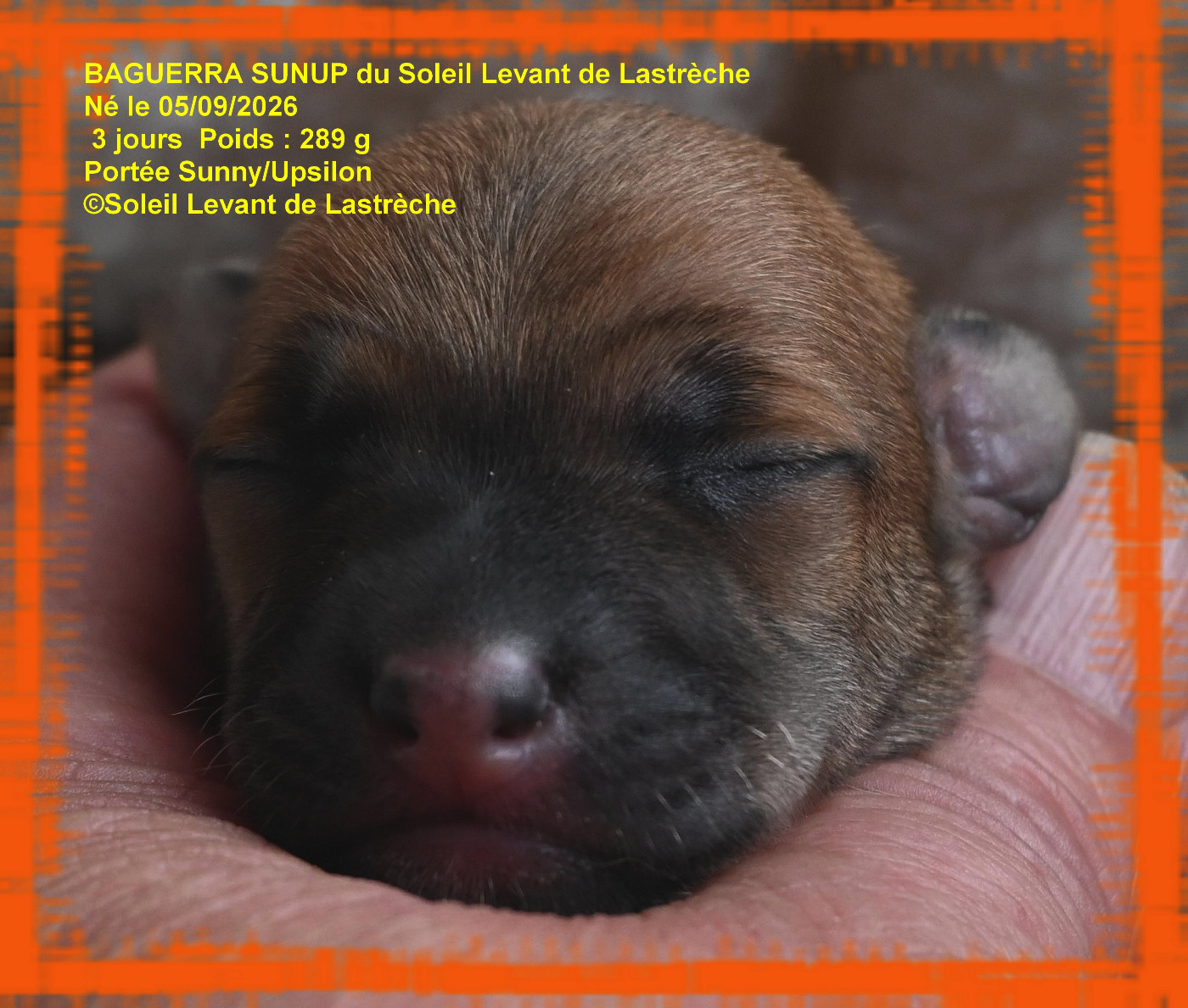 du soleil levant de Lastrèche - Chiots disponibles - Petit Levrier Italien