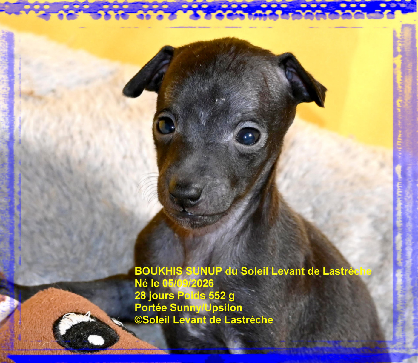du soleil levant de Lastrèche - Chiots disponibles - Petit Levrier Italien