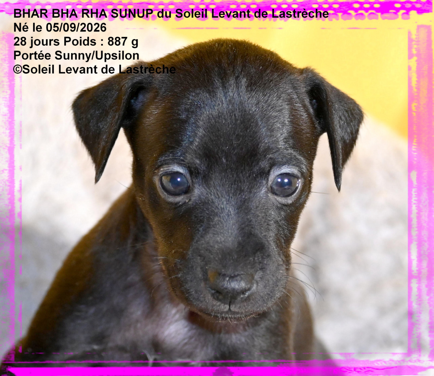du soleil levant de Lastrèche - Chiots disponibles - Petit Levrier Italien