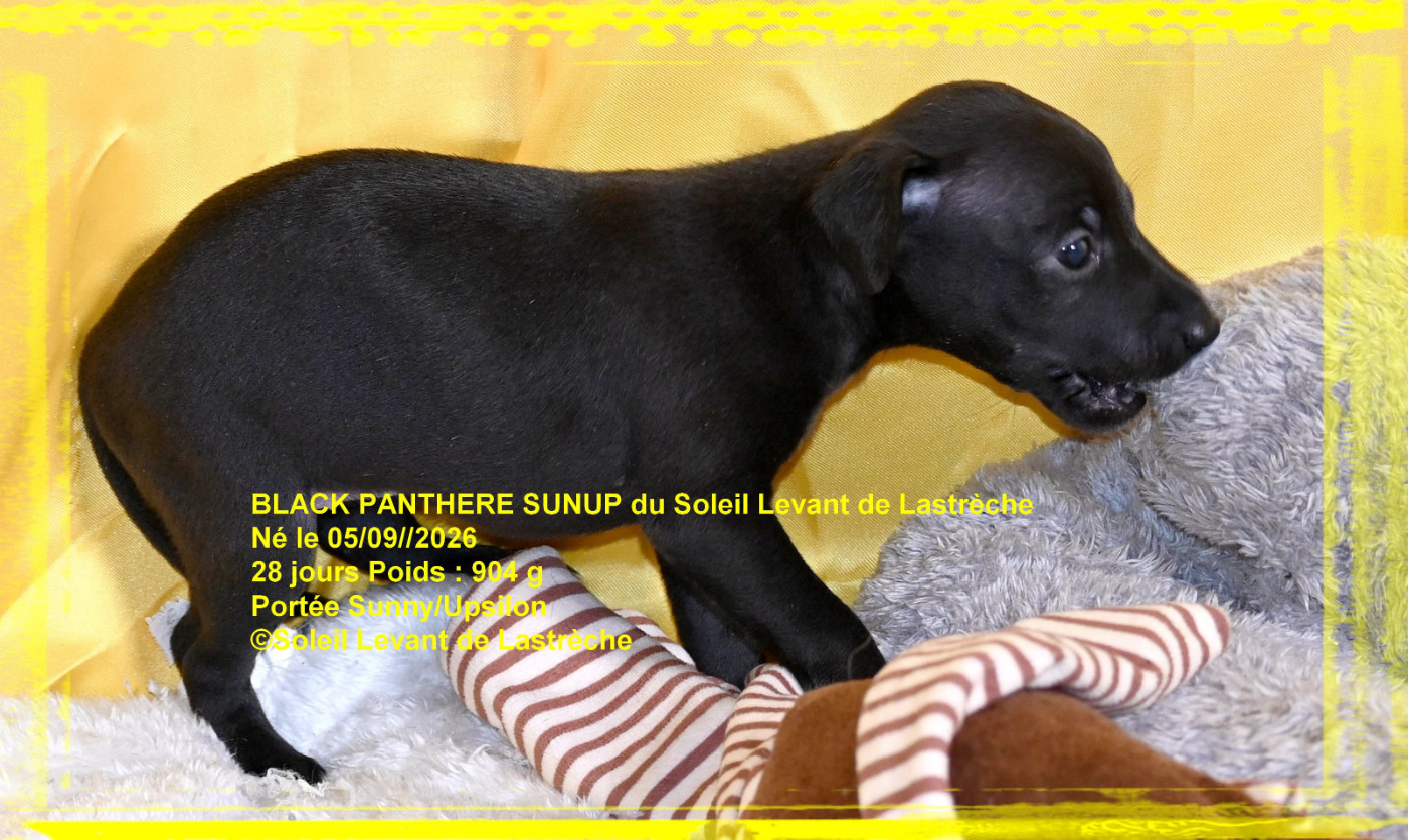 du soleil levant de Lastrèche - Chiots disponibles - Petit Levrier Italien