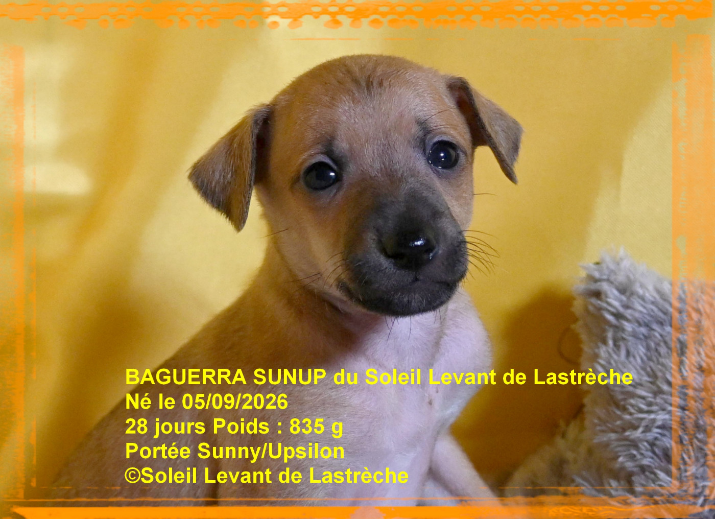 du soleil levant de Lastrèche - Chiots disponibles - Petit Levrier Italien