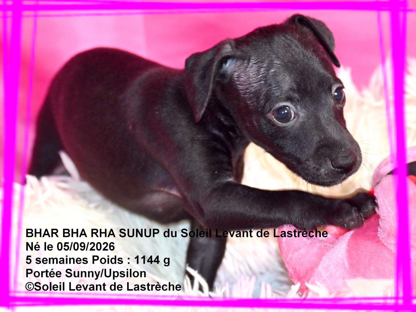 du soleil levant de Lastrèche - Chiots disponibles - Petit Levrier Italien