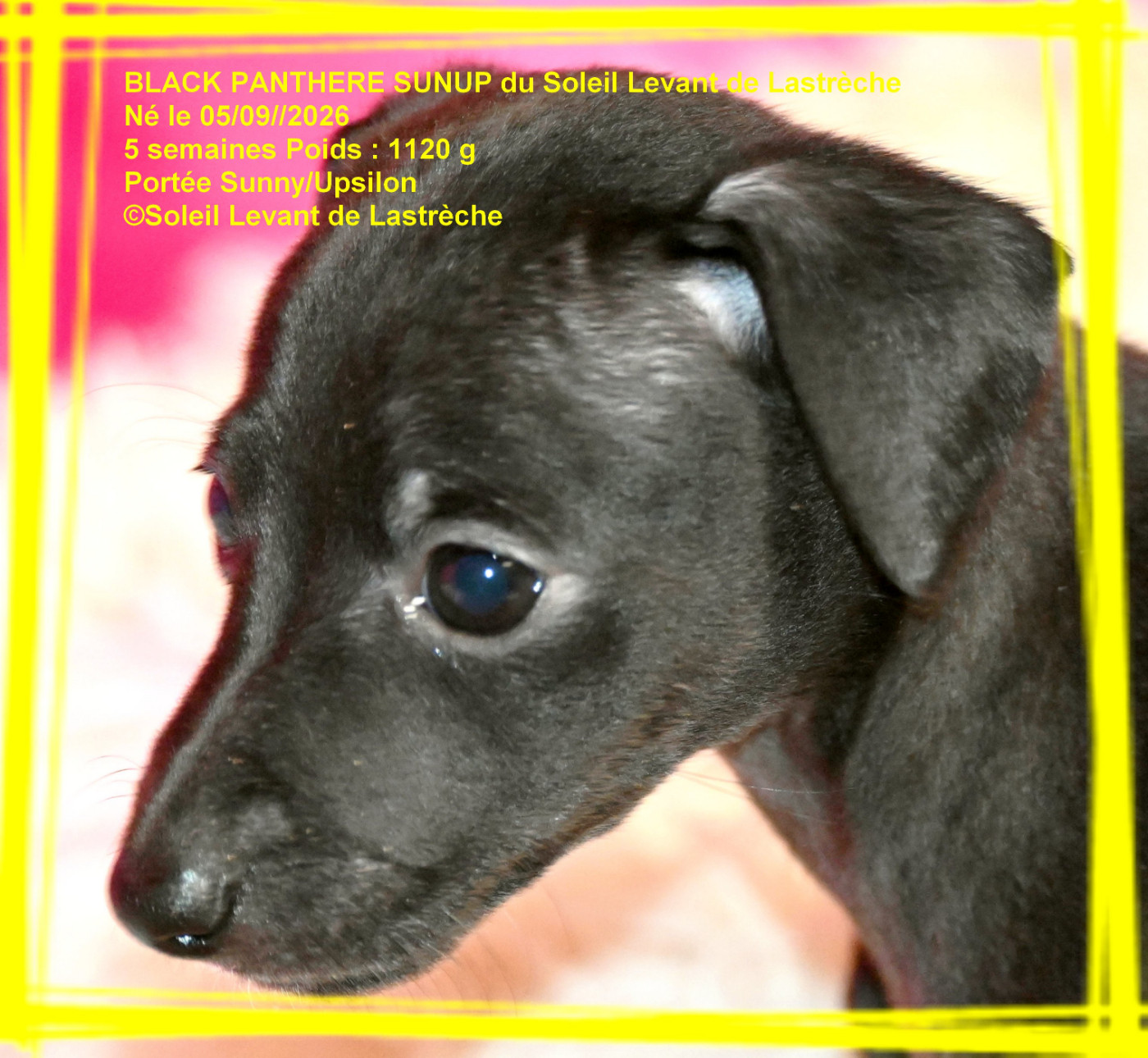 du soleil levant de Lastrèche - Chiots disponibles - Petit Levrier Italien