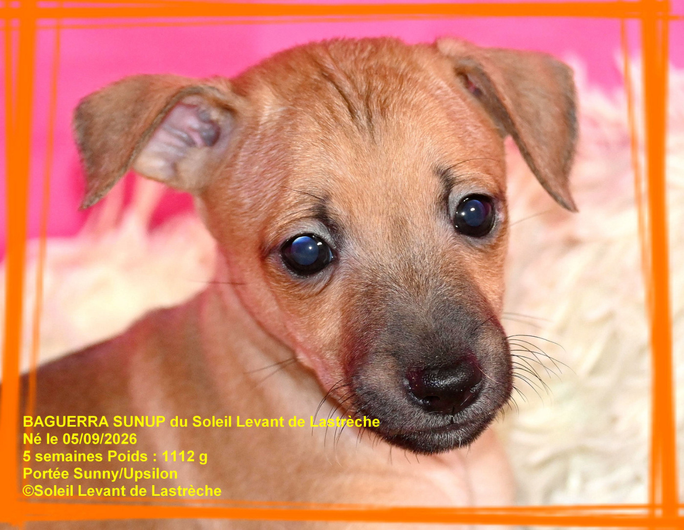 du soleil levant de Lastrèche - Chiots disponibles - Petit Levrier Italien