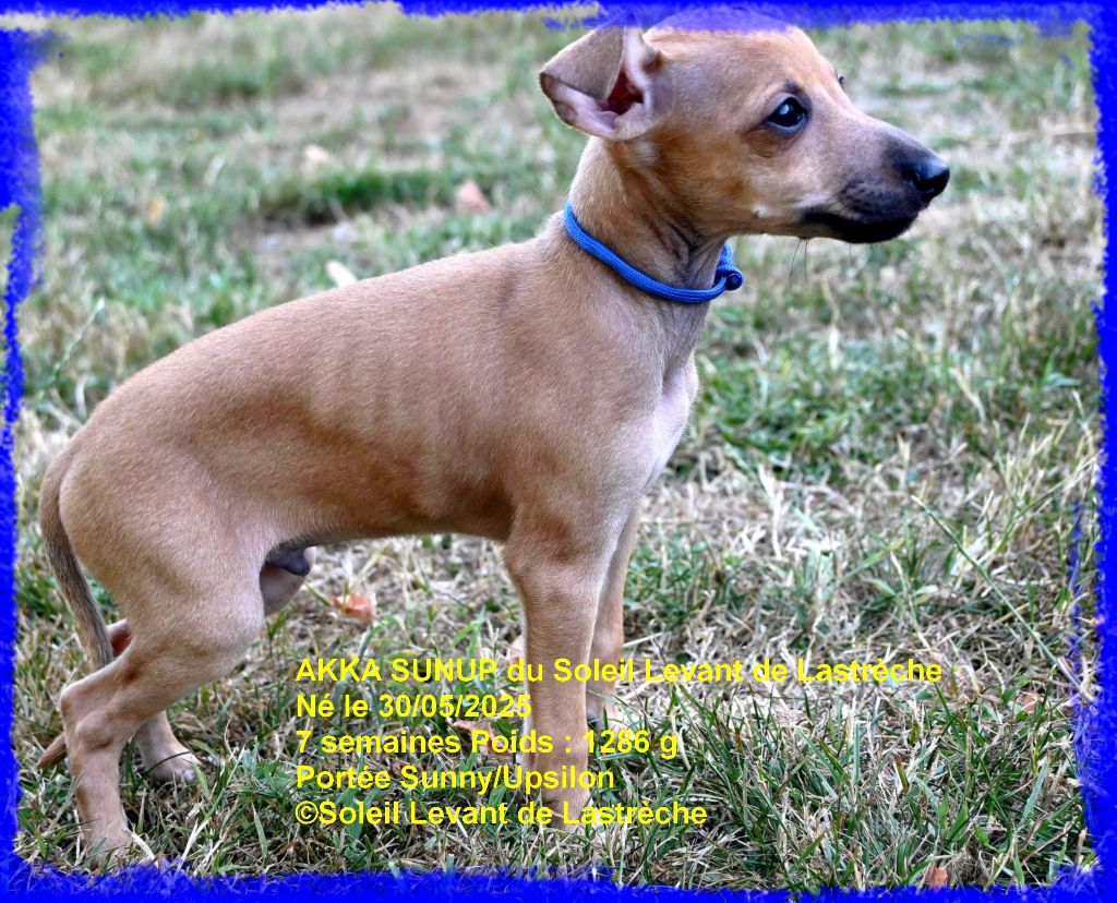 du soleil levant de Lastrèche - Chiots disponibles - Petit Levrier Italien
