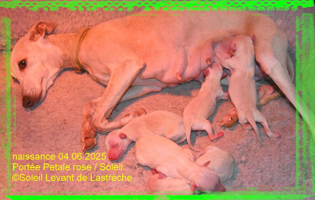 Chiot Petit Levrier Italien du soleil levant de Lastrèche