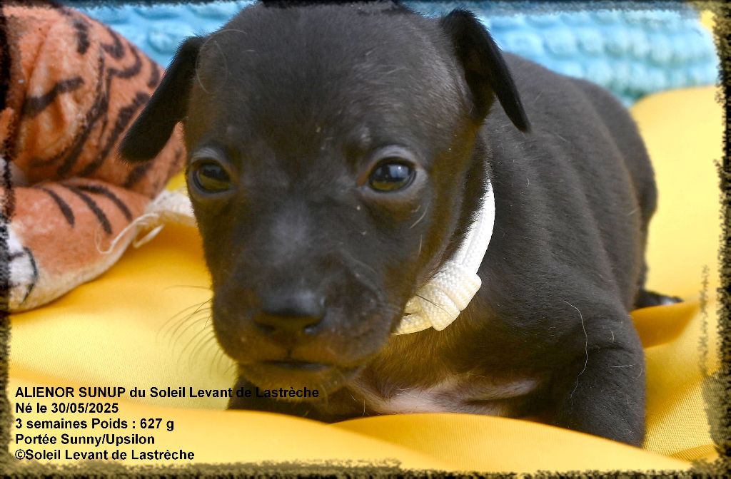 du soleil levant de Lastrèche - Chiots disponibles - Petit Levrier Italien