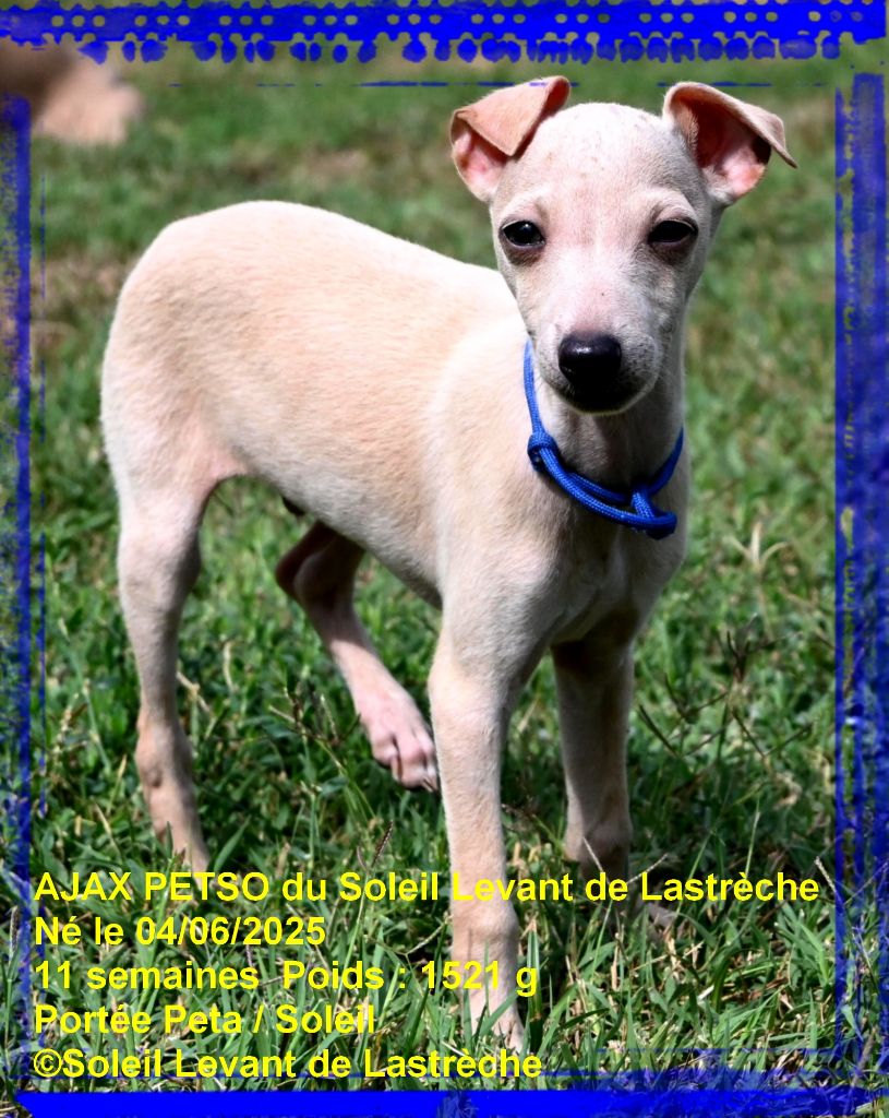 du soleil levant de Lastrèche - Chiots disponibles - Petit Levrier Italien