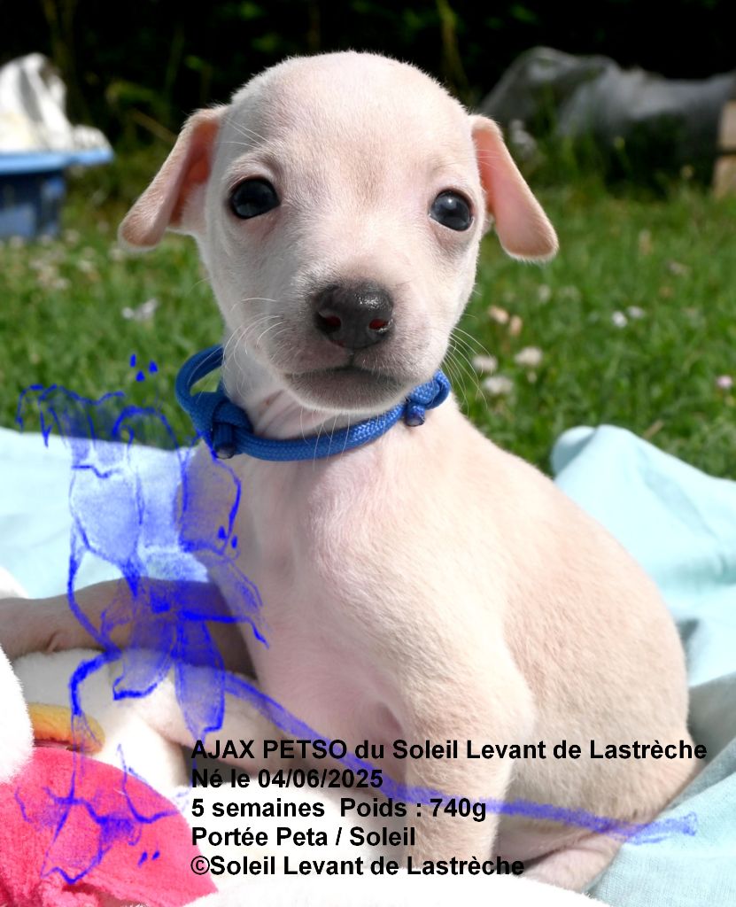 du soleil levant de Lastrèche - Chiots disponibles - Petit Levrier Italien