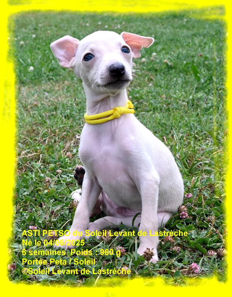du soleil levant de Lastrèche - Chiots disponibles - Petit Levrier Italien