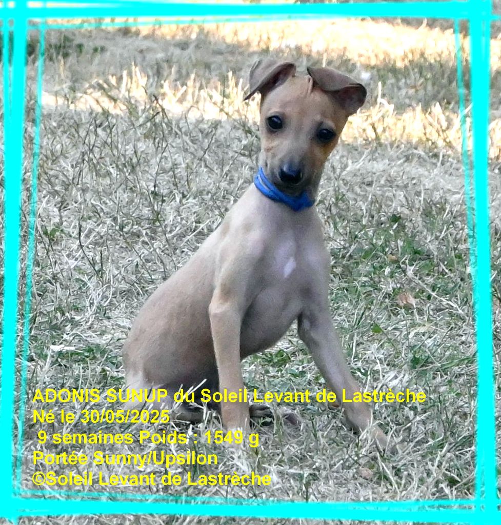du soleil levant de Lastrèche - Chiots disponibles - Petit Levrier Italien
