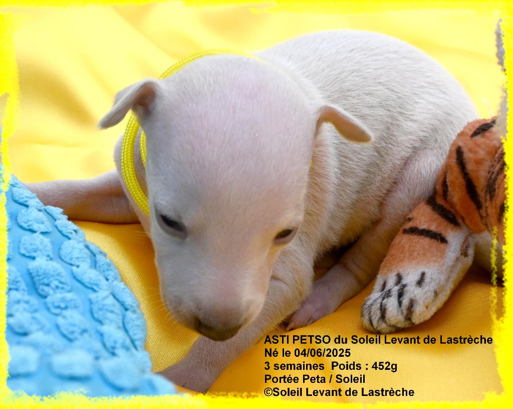 du soleil levant de Lastrèche - Chiots disponibles - Petit Levrier Italien