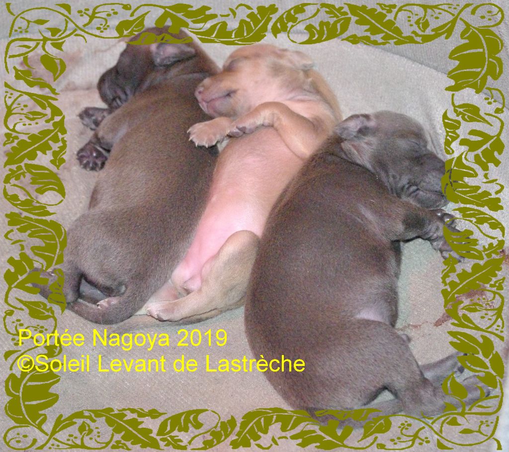 Chiot Petit Levrier Italien du soleil levant de Lastrèche
