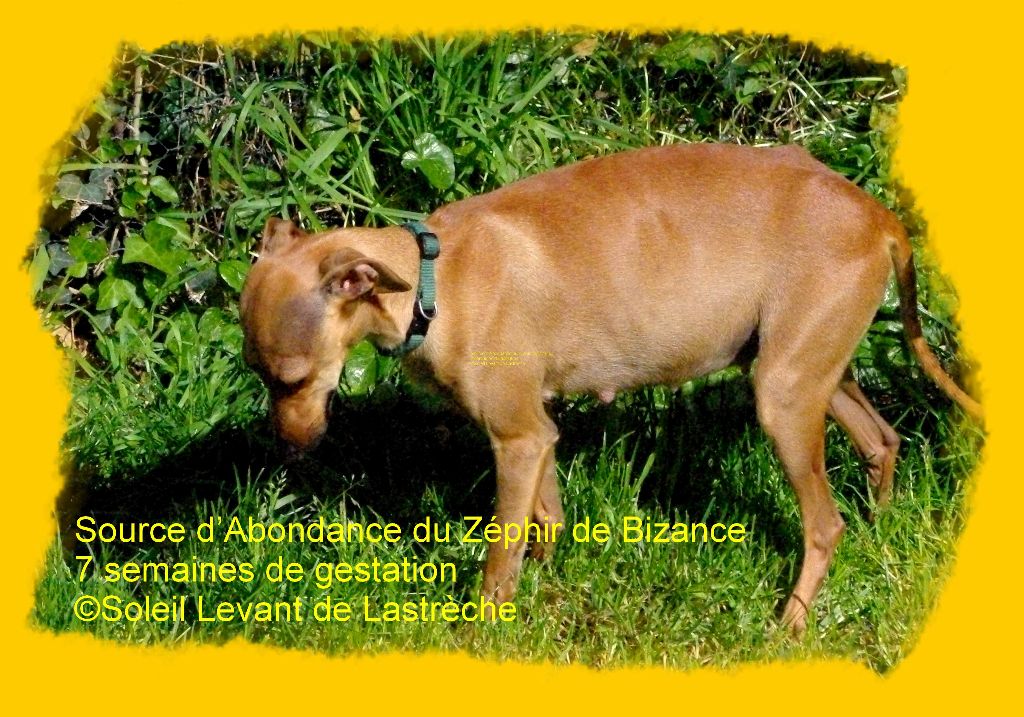 Chiot Petit Levrier Italien du soleil levant de Lastrèche