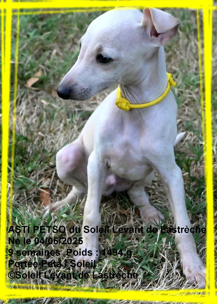 du soleil levant de Lastrèche - Chiots disponibles - Petit Levrier Italien