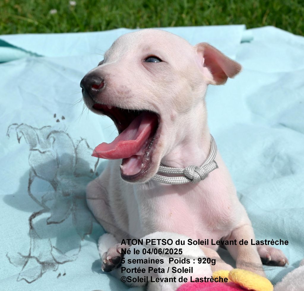 du soleil levant de Lastrèche - Chiots disponibles - Petit Levrier Italien