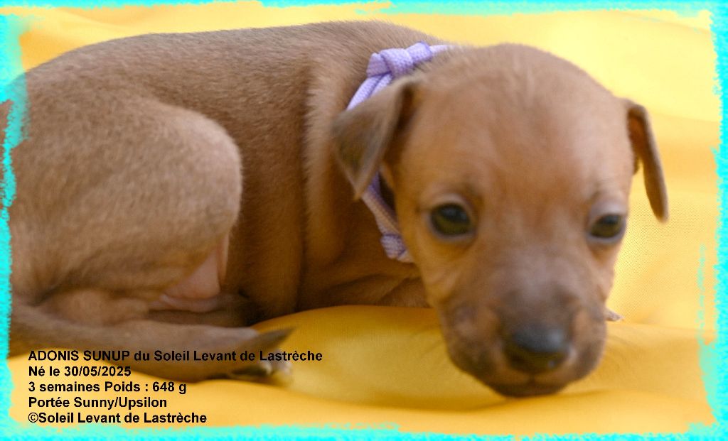 du soleil levant de Lastrèche - Chiots disponibles - Petit Levrier Italien