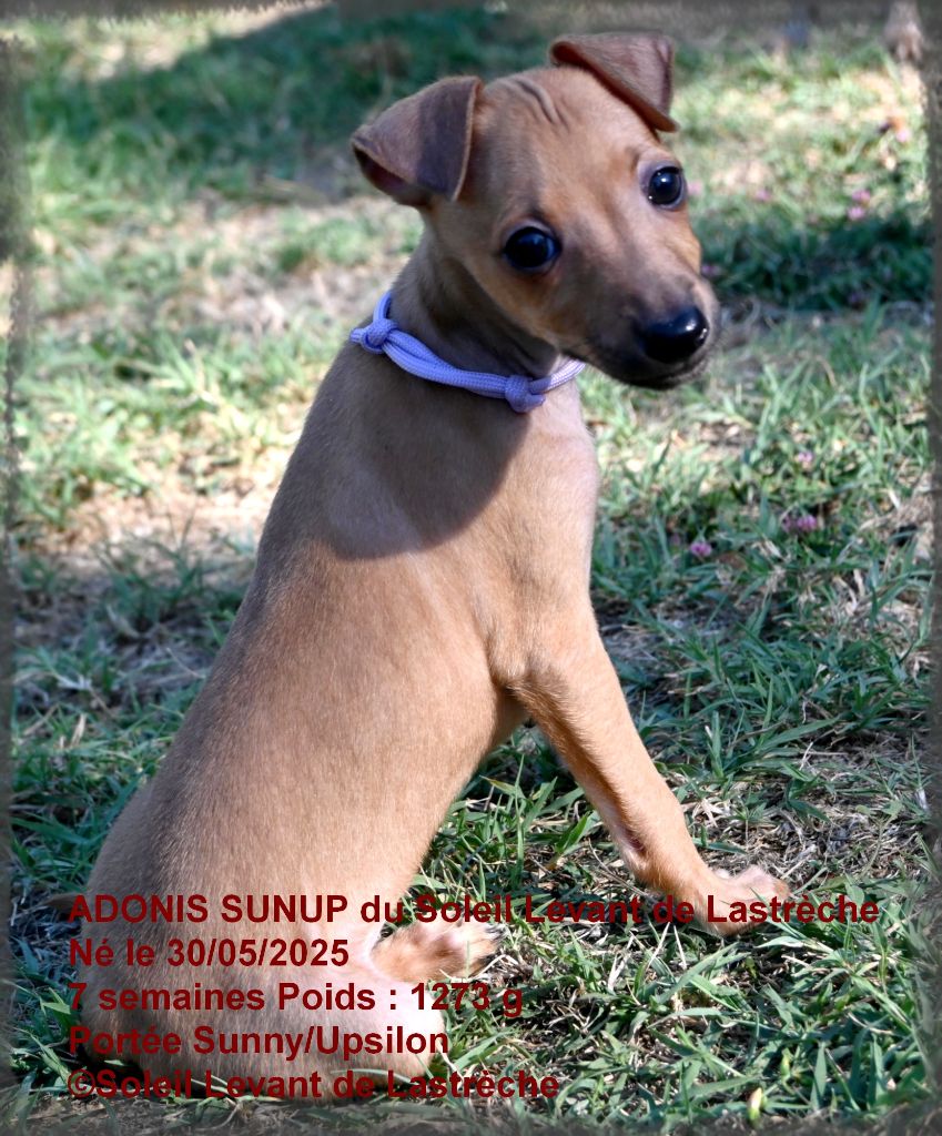 du soleil levant de Lastrèche - Chiots disponibles - Petit Levrier Italien