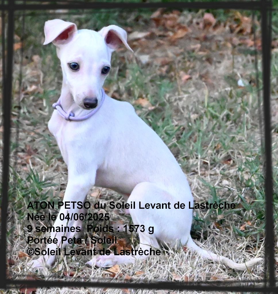 du soleil levant de Lastrèche - Chiots disponibles - Petit Levrier Italien