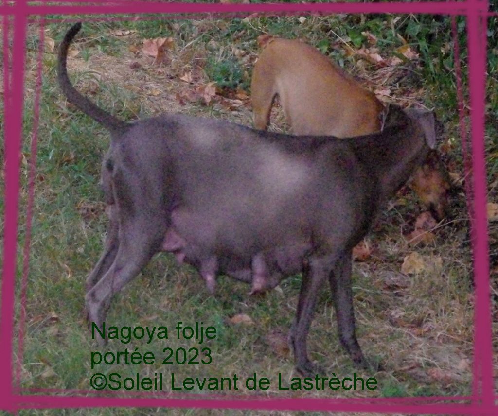 du soleil levant de Lastrèche - Petit Levrier Italien - Portée née le 18/08/2023