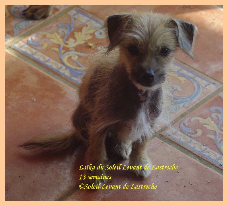 du soleil levant de Lastrèche - Chien chinois à crête - Portée née le 30/12/2015
