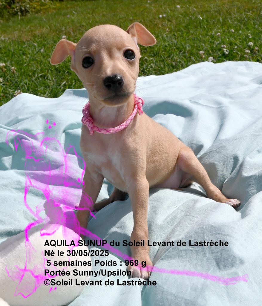 du soleil levant de Lastrèche - Chiots disponibles - Petit Levrier Italien