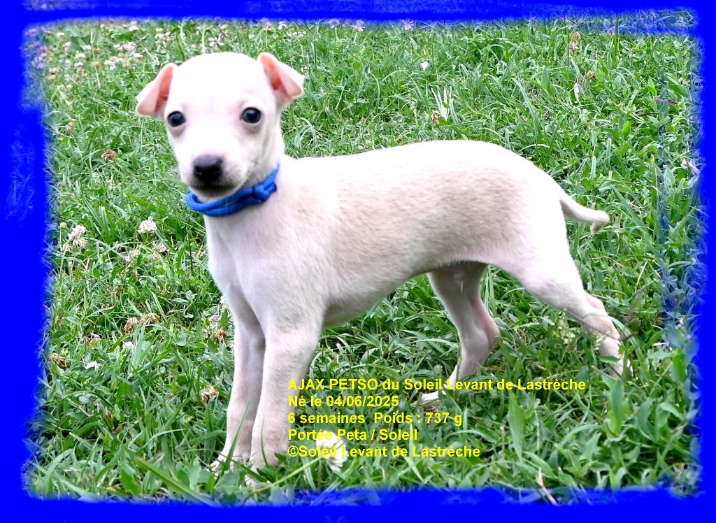 du soleil levant de Lastrèche - Chiots disponibles - Petit Levrier Italien