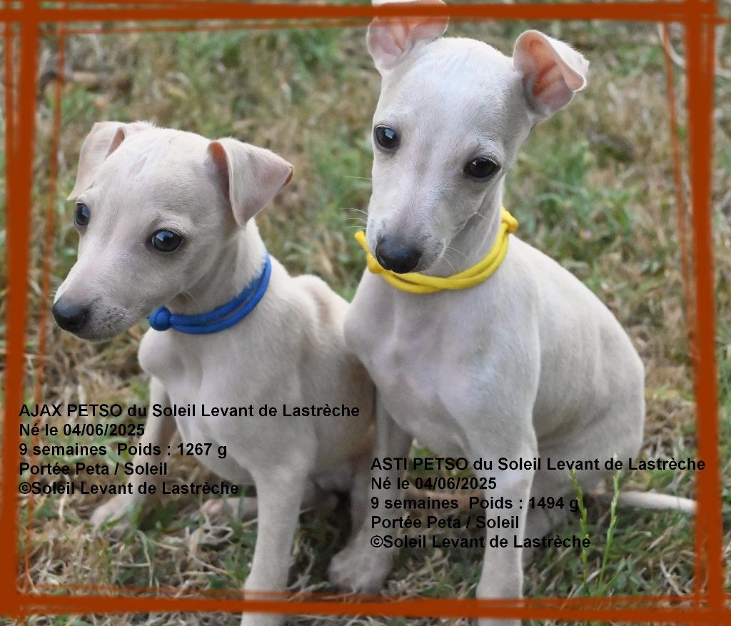 du soleil levant de Lastrèche - Chiots disponibles - Petit Levrier Italien