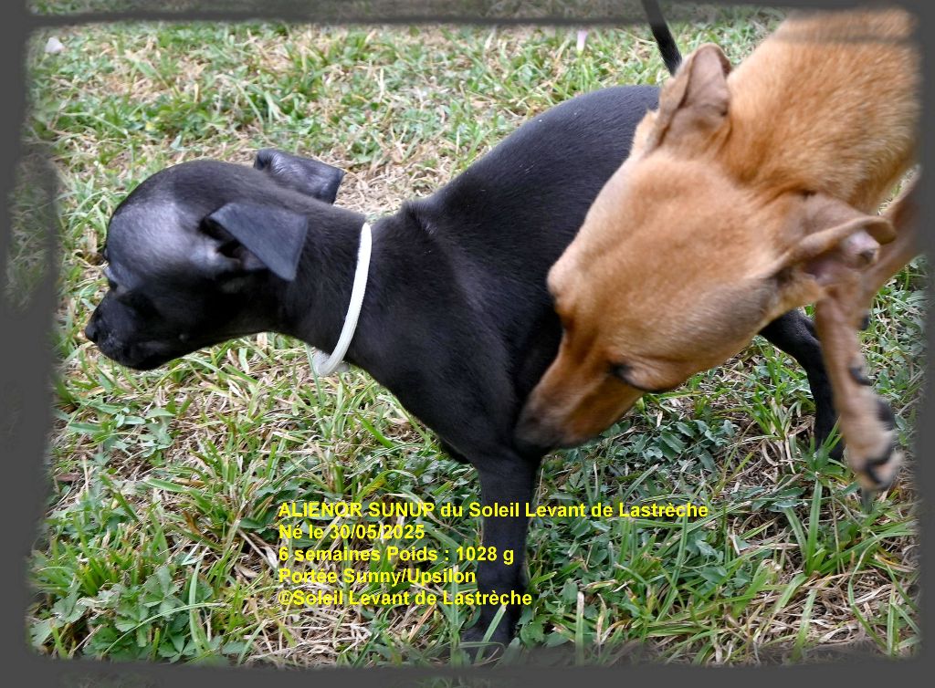 du soleil levant de Lastrèche - Chiots disponibles - Petit Levrier Italien